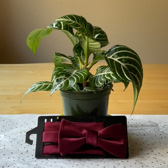 👔🥸👔 KHOL’S MEN’S  BOW TIE 🥸👔🥸 NWT 🥸👔🥸 - Picture 2 of 16